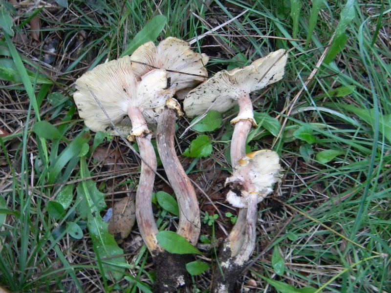 2)Fotogr.il 5.11.2016.sotto pineta marina con Leccio