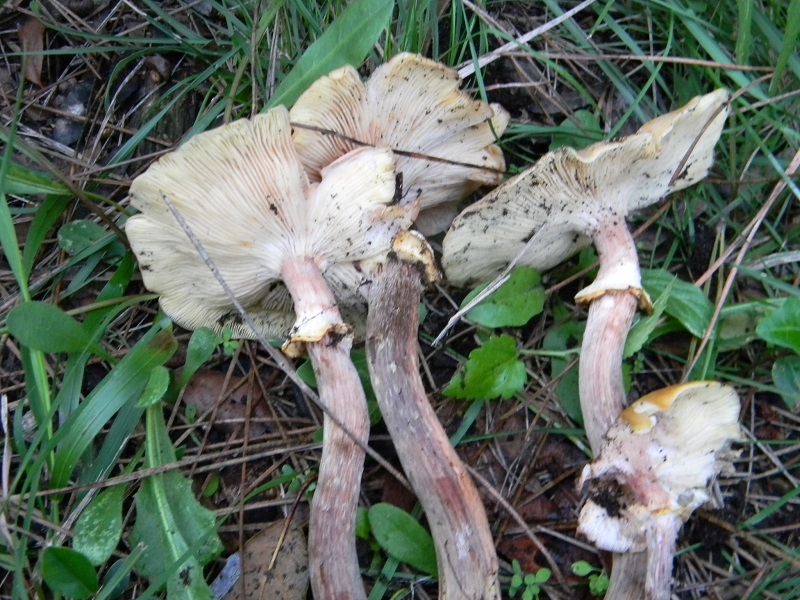 2)Fotogr.il 5.11.2016.sotto pineta marina con Leccio