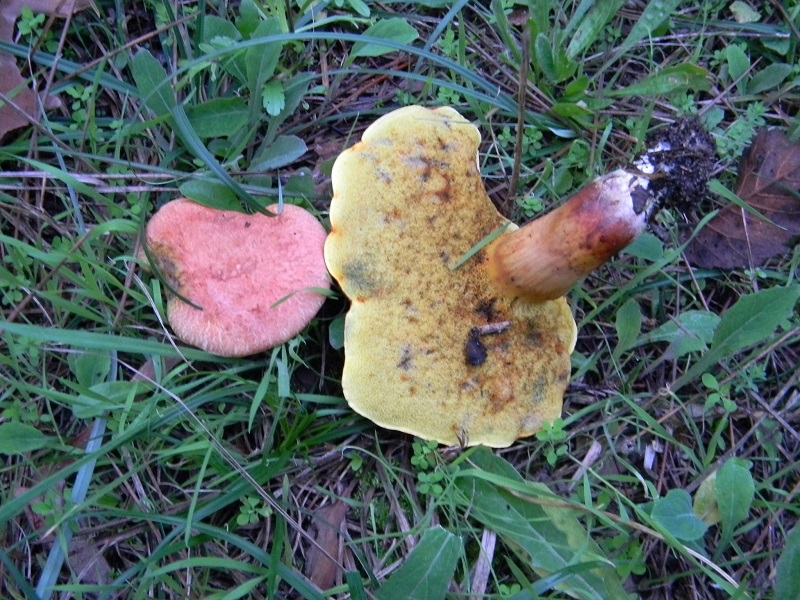 3) Fotogr.il 5.11.2016.sotto pineta marina con Leccio