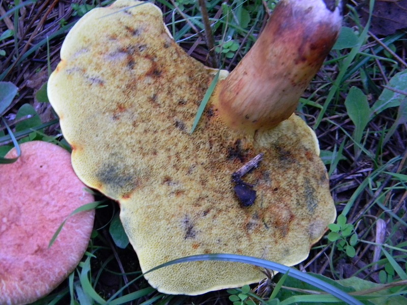 3) Fotogr.il 5.11.2016.sotto pineta marina con Leccio