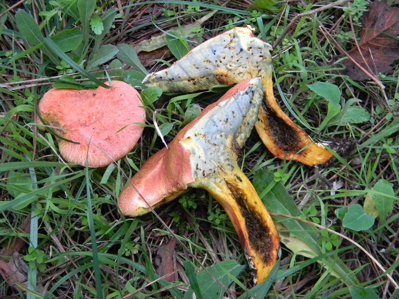 3) Fotogr.il 5.11.2016.sotto pineta marina con Leccio