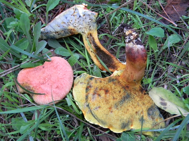 3) Fotogr.il 5.11.2016.sotto pineta marina con Leccio