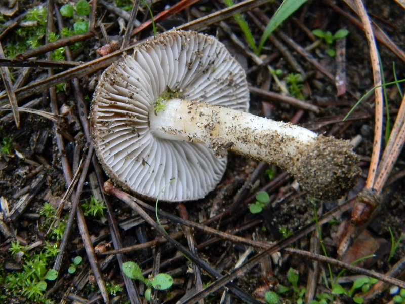 4)Fotogr.il 5.11.2016.sotto pineta marina con Leccio