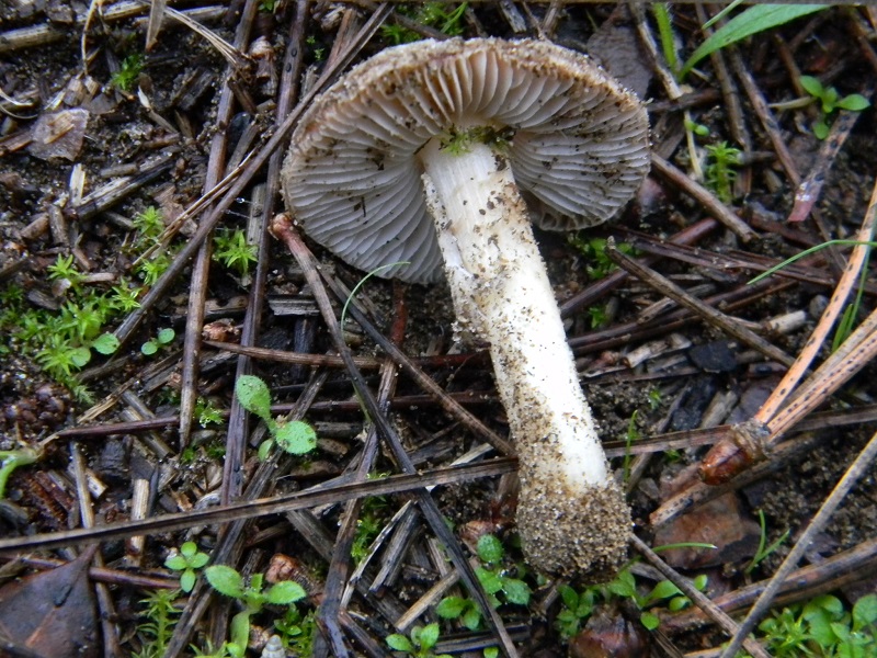 4)Fotogr.il 5.11.2016.sotto pineta marina con Leccio