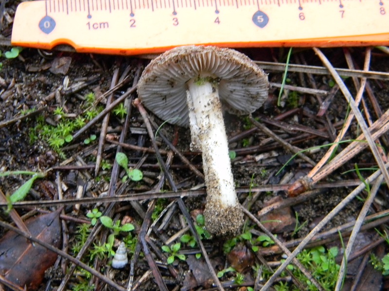 4)Fotogr.il 5.11.2016.sotto pineta marina con Leccio