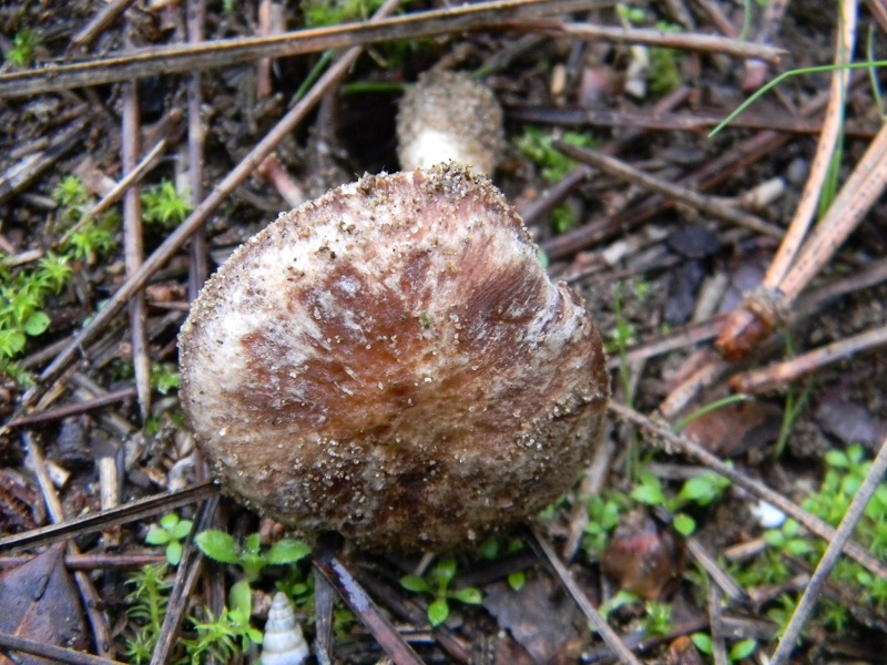 4)Fotogr.il 5.11.2016.sotto pineta marina con Leccio
