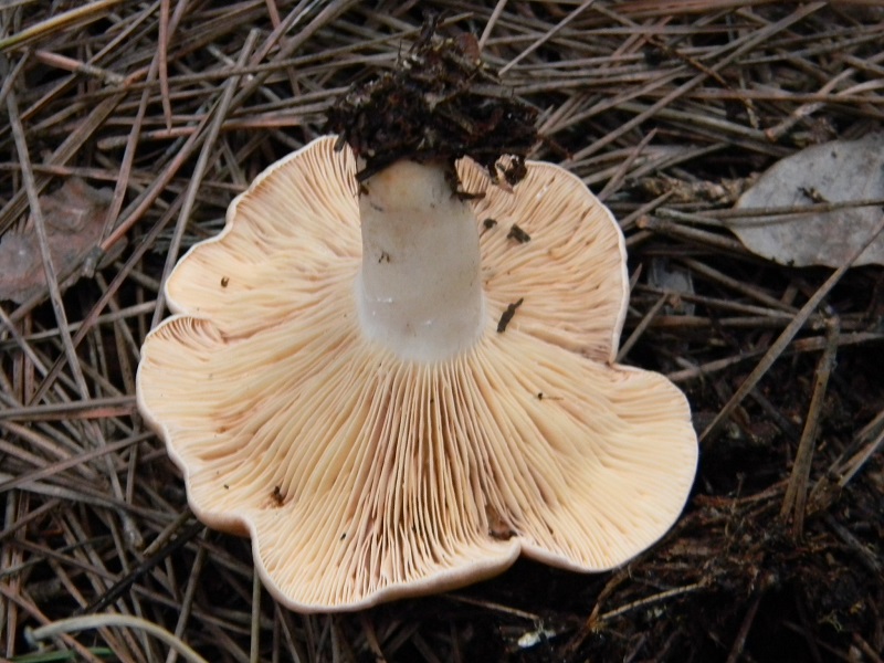 5) Fotogr.il 5.11.2016.sotto pineta marina con Leccio