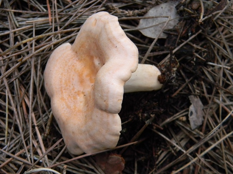 5) Fotogr.il 5.11.2016.sotto pineta marina con Leccio