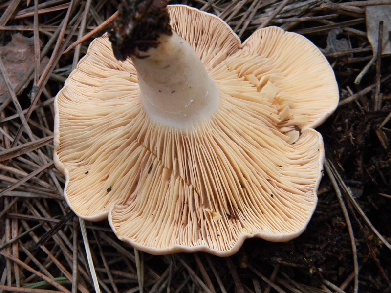 5) Fotogr.il 5.11.2016.sotto pineta marina con Leccio