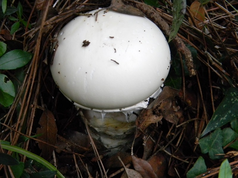 6) Fotogr.il.5.11.2016.sotto pineta marina con Leccio