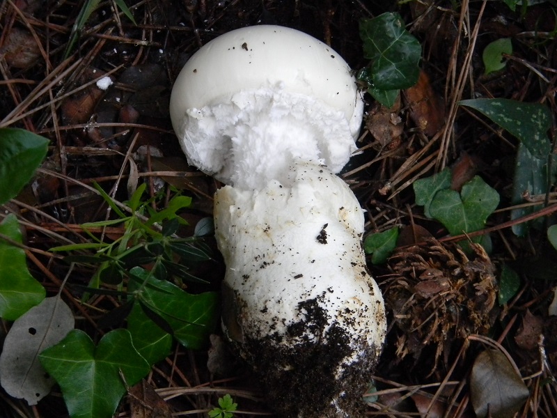 6) Fotogr.il.5.11.2016.sotto pineta marina con Leccio