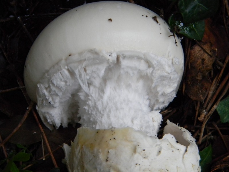 6) Fotogr.il.5.11.2016.sotto pineta marina con Leccio