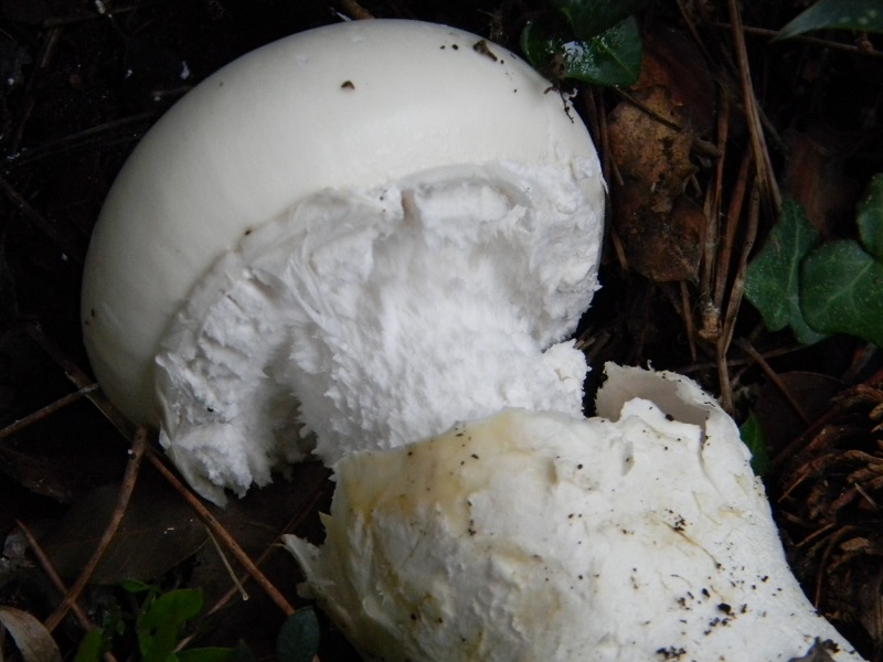 6) Fotogr.il.5.11.2016.sotto pineta marina con Leccio