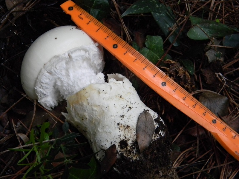 6) Fotogr.il.5.11.2016.sotto pineta marina con Leccio