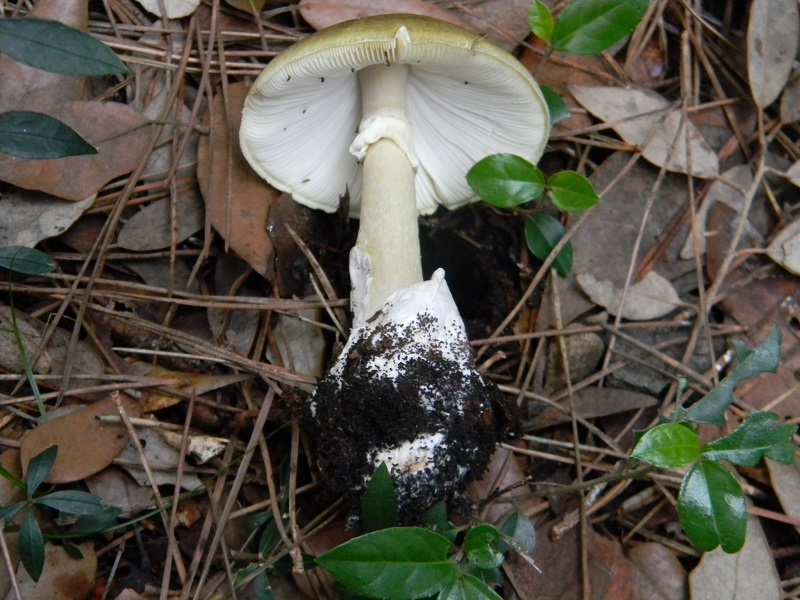 7)Fotogr.il 5.11.2016.sotto pineta marina con Leccio