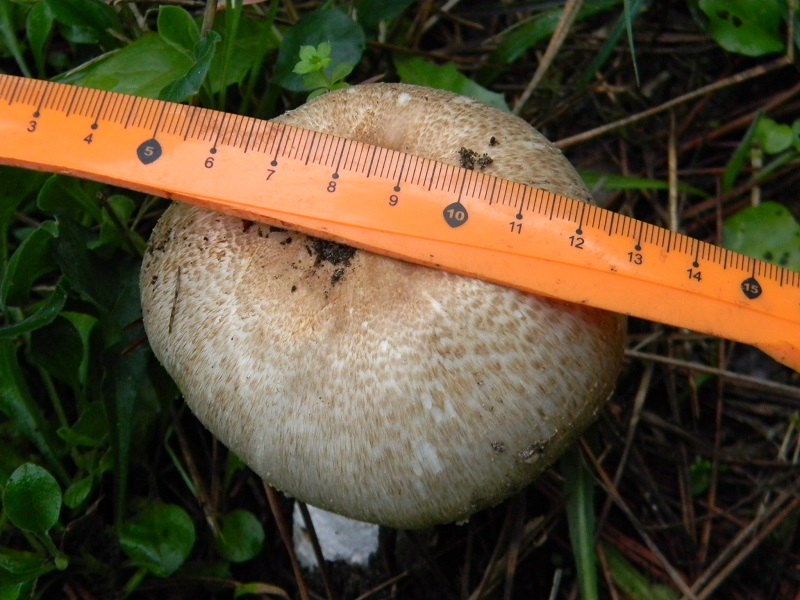 8)Fotogr.il5.11.2016.sotto pineta marina con Leccio