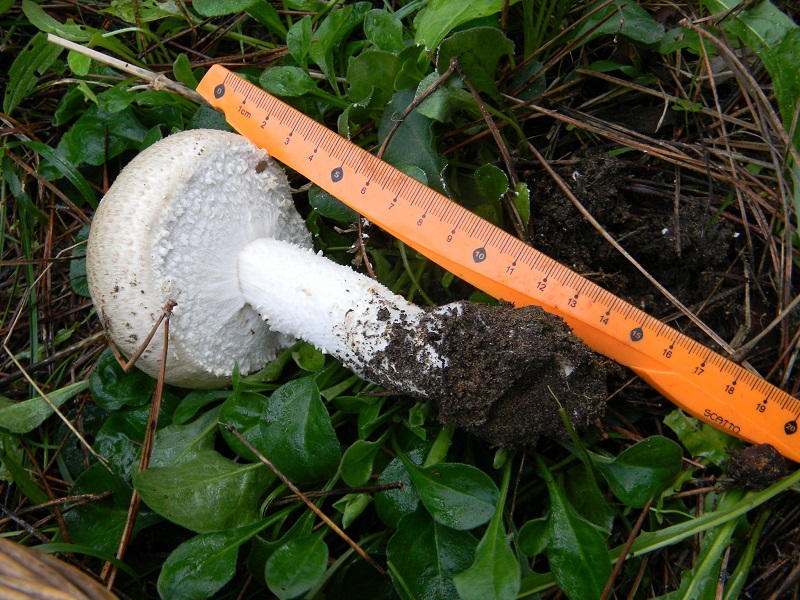 8)Fotogr.il5.11.2016.sotto pineta marina con Leccio