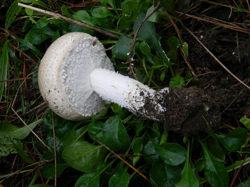 8)Fotogr.il5.11.2016.sotto pineta marina con Leccio