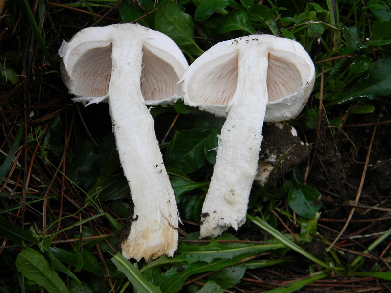 8)Fotogr.il5.11.2016.sotto pineta marina con Leccio