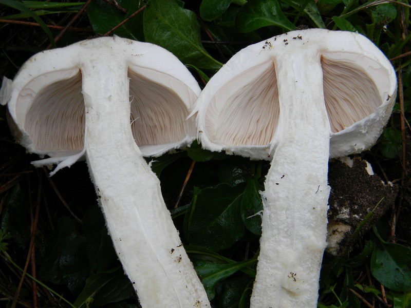 8)Fotogr.il5.11.2016.sotto pineta marina con Leccio