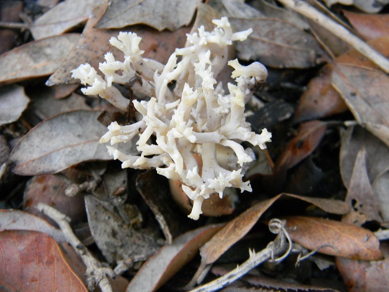 9)Fotogr.il 5.11.2016.sotto Leccio