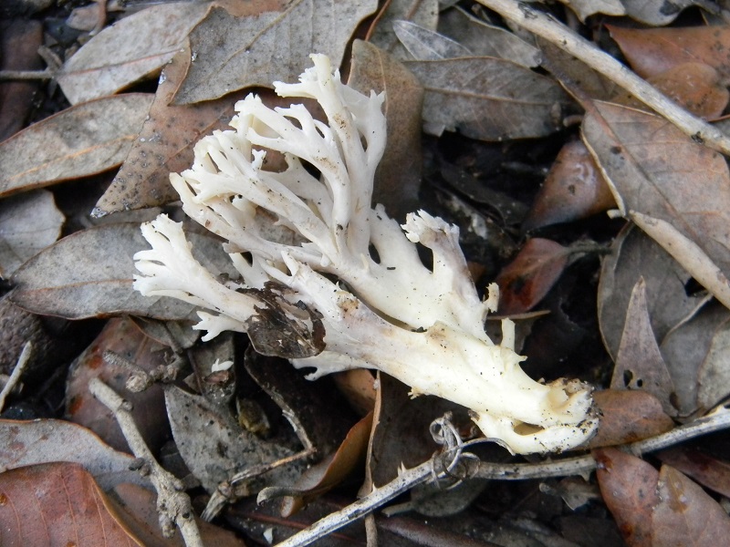 9)Fotogr.il 5.11.2016.sotto Leccio