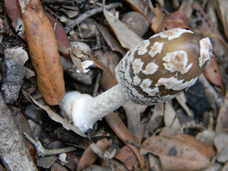 10) Fotogr.il 5.11.2016.sotto Leccio