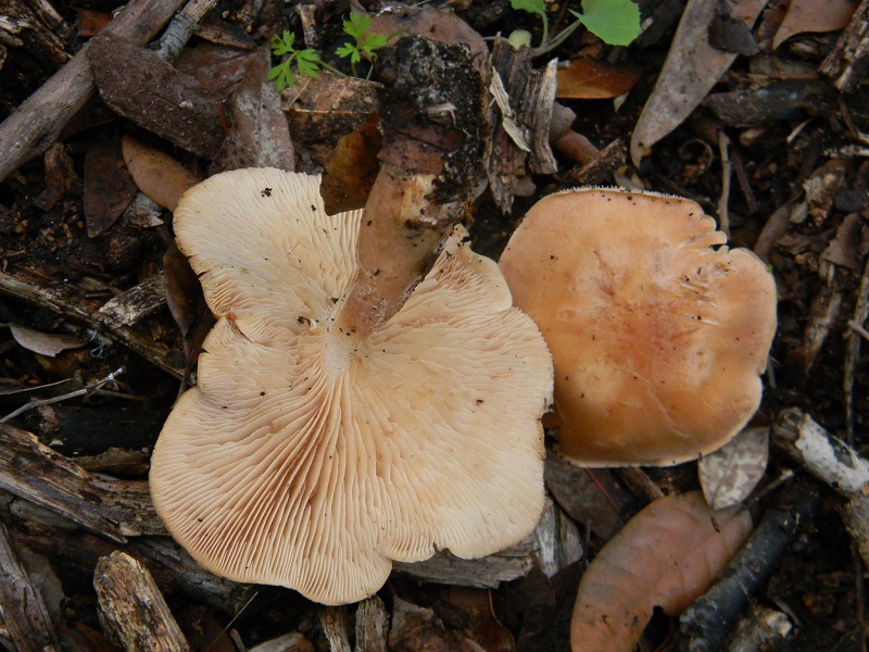 11) Fotogr.il 5.11.2016 sotto Leccio