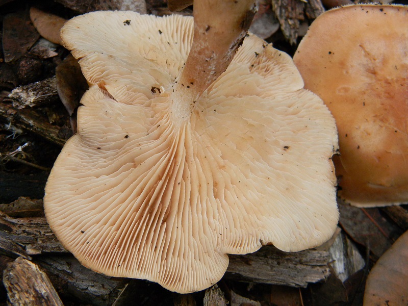 11) Fotogr.il 5.11.2016 sotto Leccio