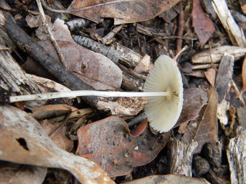 12) Fotogr.il 5.11.2016.sotto Leccio ultimo del 5.11.