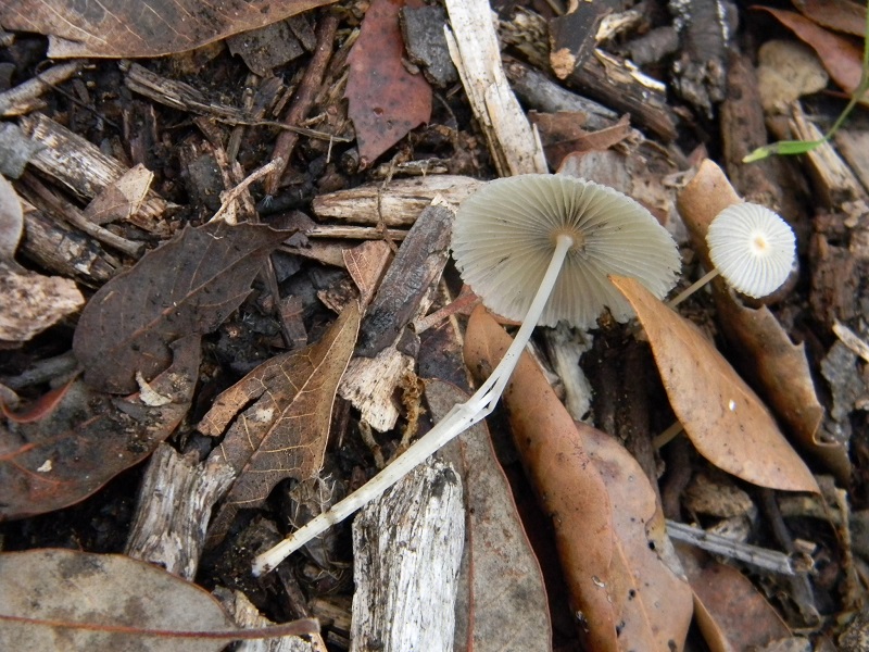 12) Fotogr.il 5.11.2016.sotto Leccio ultimo del 5.11.