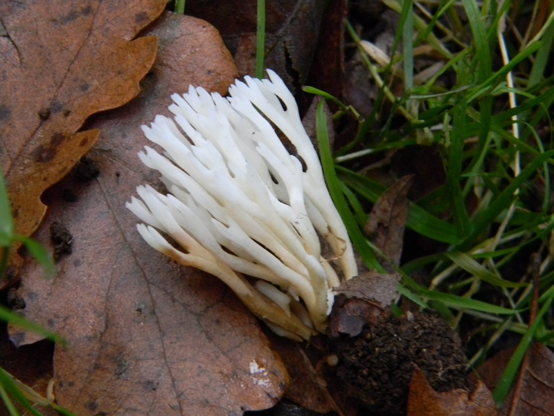1)Fotogr.il 12.11.2016.sotto Quercia