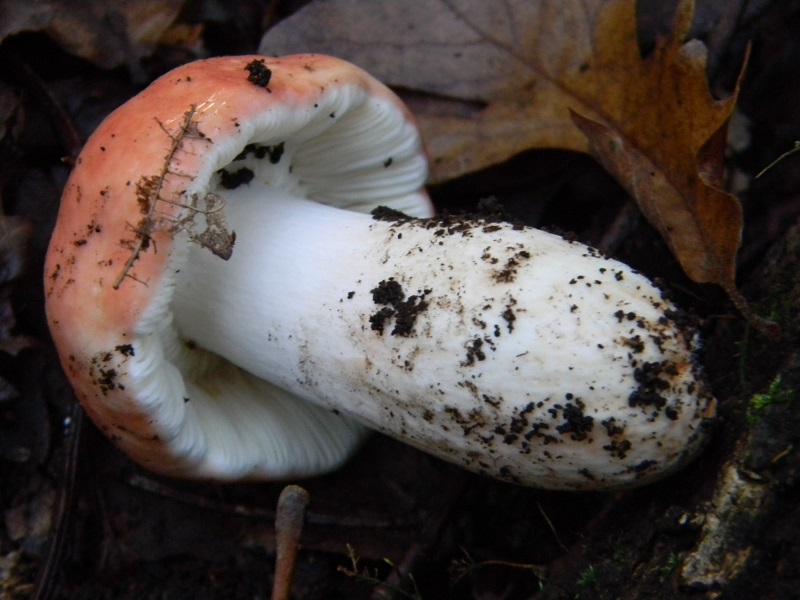 2) Fotogr.il 12.11.2016.sotto Quercia