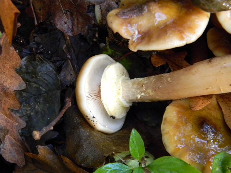 3)Fotogr.il 12.11.2016.sotto Quercia