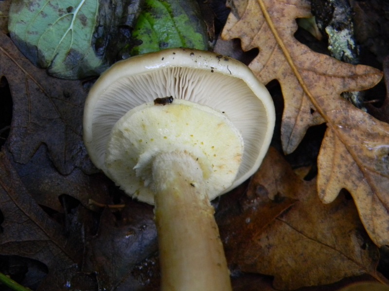 3)Fotogr.il 12.11.2016.sotto Quercia