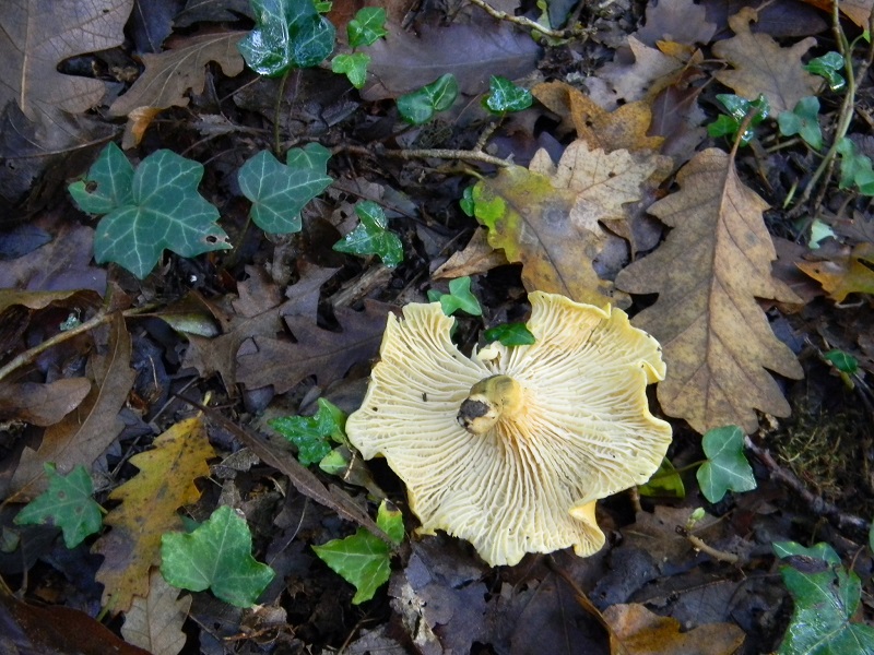 5) Fotogr.il 12.11.2016.sotto Quercia
