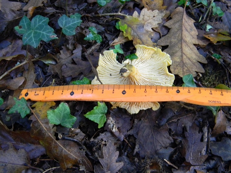 5) Fotogr.il 12.11.2016.sotto Quercia