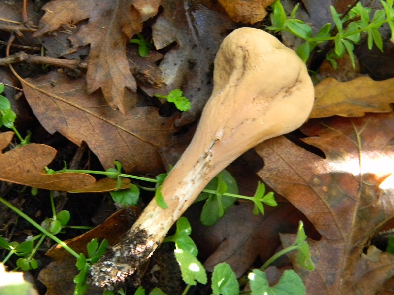 7)Fotogr.il 12.11.2016.sotto Quercia