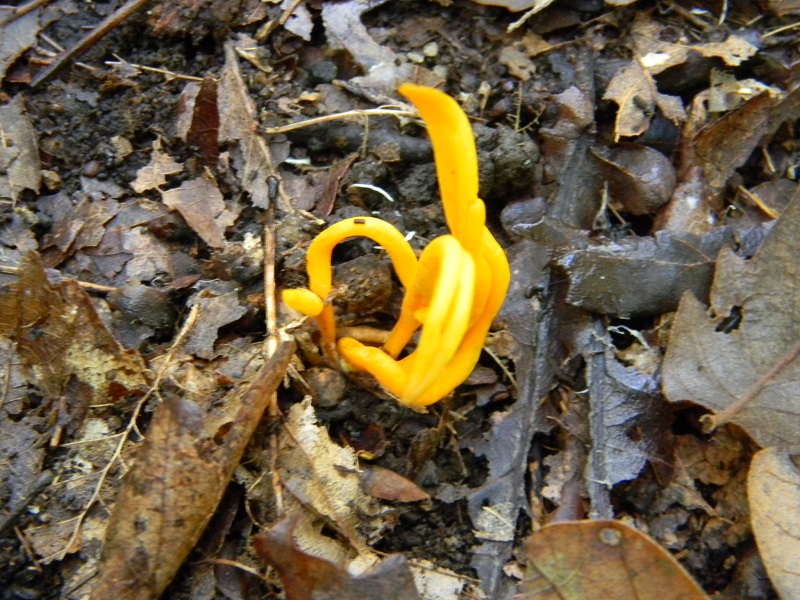 9)Fotogr.il 12.11.2016.sotto Quercia ultimo del 12.11.