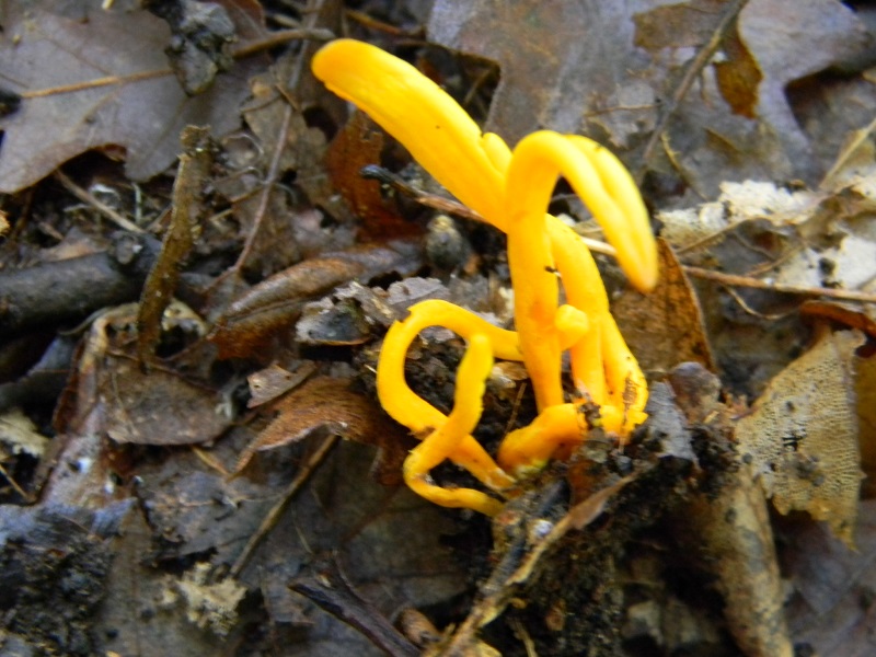 9)Fotogr.il 12.11.2016.sotto Quercia ultimo del 12.11.