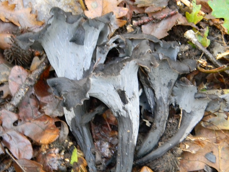 6)Fotogr.il 12.11.2016.sotto Quercia