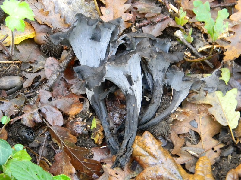 6)Fotogr.il 12.11.2016.sotto Quercia