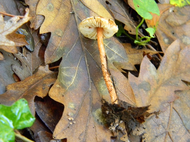 4) Fotogr.il 12.11.2016.sotto Quercia