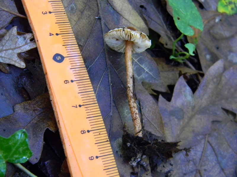 4) Fotogr.il 12.11.2016.sotto Quercia