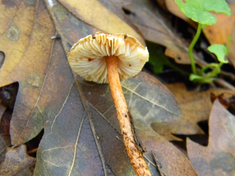 4) Fotogr.il 12.11.2016.sotto Quercia