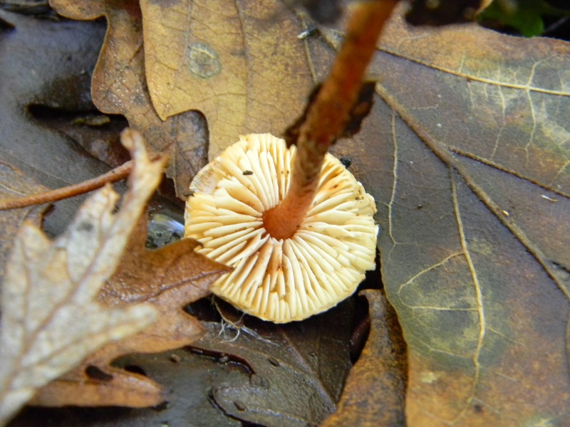 4) Fotogr.il 12.11.2016.sotto Quercia