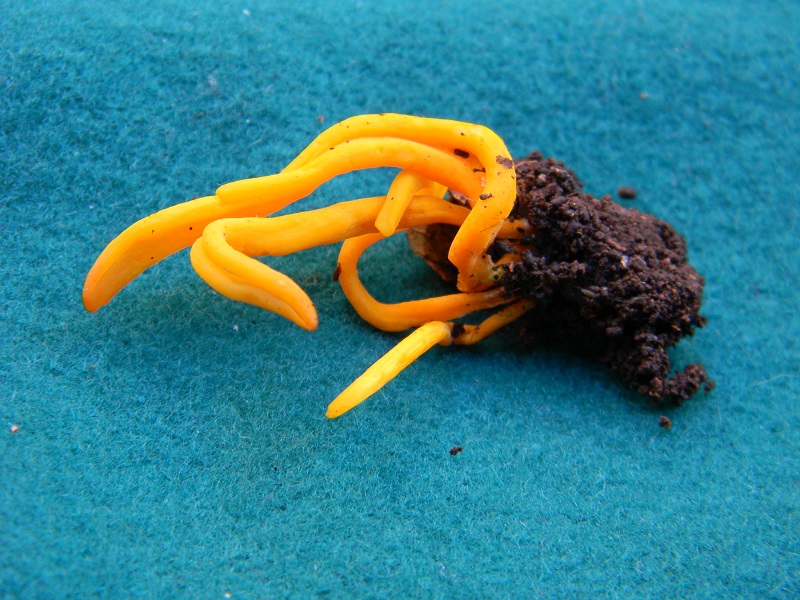 9)Fotogr.il 12.11.2016.sotto Quercia ultimo del 12.11.