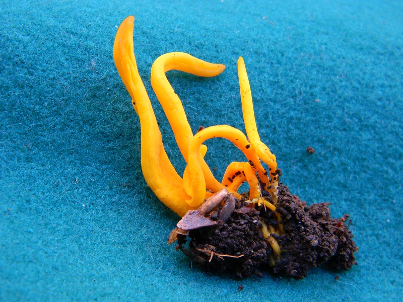 9)Fotogr.il 12.11.2016.sotto Quercia ultimo del 12.11.