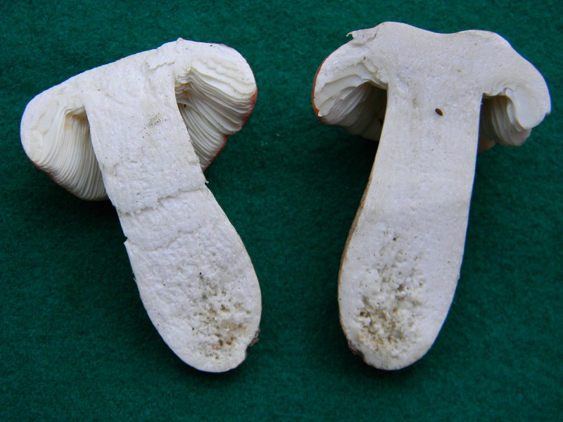 2) Fotogr.il 12.11.2016.sotto Quercia