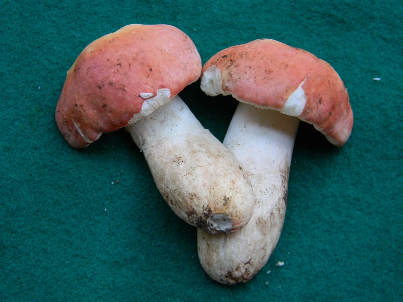 2) Fotogr.il 12.11.2016.sotto Quercia